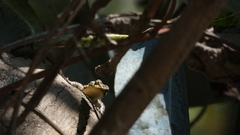 Liolaemus tenuis