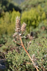Eryngium duriaei