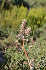 Eryngium duriaei