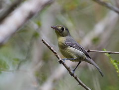 Vireo gundlachii
