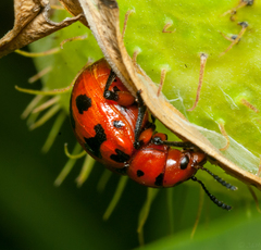 Euryope terminalis
