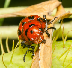 Euryope terminalis