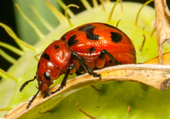 Euryope terminalis