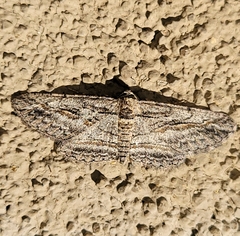 Iridopsis obliquaria