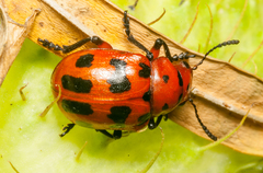 Euryope terminalis