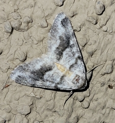 Macaria pallipennata