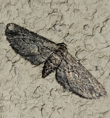 Chesiadodes polingi