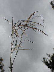 Borodinia missouriensis