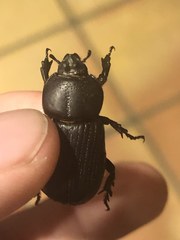 Hemiphileurus illatus