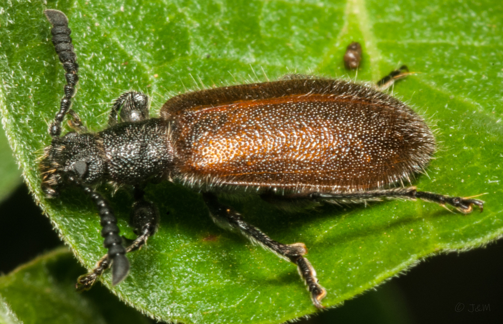 Chrysolagria fuscipennis