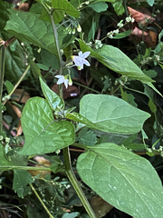 Solanum nigrum
