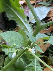 Solanum nigrum