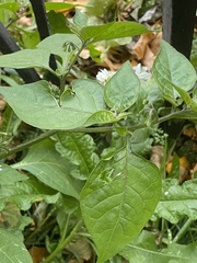 Solanum nigrum