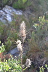 Eryngium duriaei