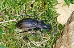 Carabus cancellatus