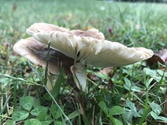 Amanita rubescens