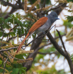 Terpsiphone viridis plumbeiceps