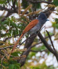 Terpsiphone viridis plumbeiceps