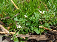 Cardamine hirsuta