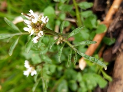 Cardamine hirsuta