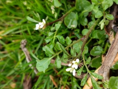 Cardamine hirsuta