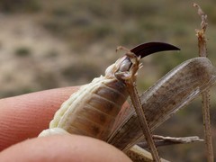 Platycleis intermedia