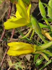 Oenothera