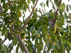 Glaucidium siju
