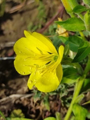Oenothera