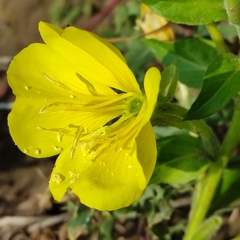 Oenothera