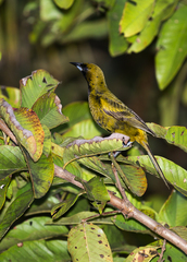 Icterus melanopsis