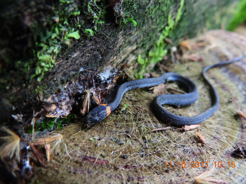 Photo of a Ringneck Coffee Snake (Ninia diademata)