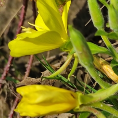 Oenothera