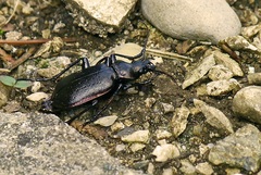 Calosoma inquisitor