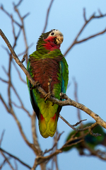 Amazona leucocephala