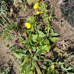 Oenothera