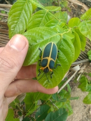 Mecistomela marginata