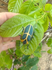 Mecistomela marginata