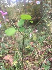 Desmodium canescens