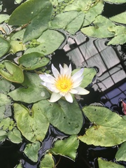 Nymphaea × daubenyana