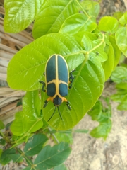 Mecistomela marginata