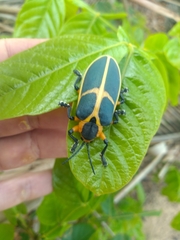 Mecistomela marginata