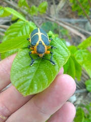 Mecistomela marginata