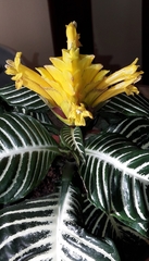 Aphelandra squarrosa