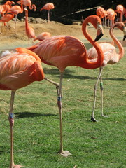 Phoenicopteriformes