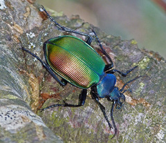 Calosoma sycophanta