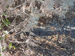 Artemisia arborescens