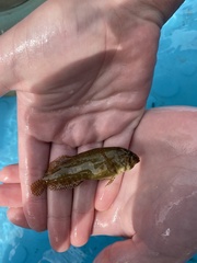 Chasmodes bosquianus