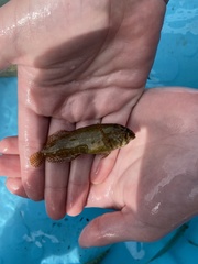 Chasmodes bosquianus