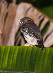 Glaucidium siju